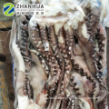 Sea frozen Peru giant squid,squid tentacle